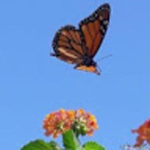 Meet your Posher, Zobo